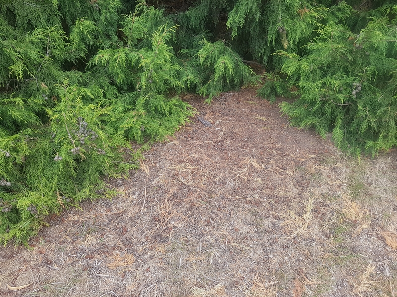 Waldo.jpg
