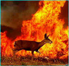 deer on fire.png