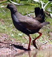 blacktailed_nativehen.jpg