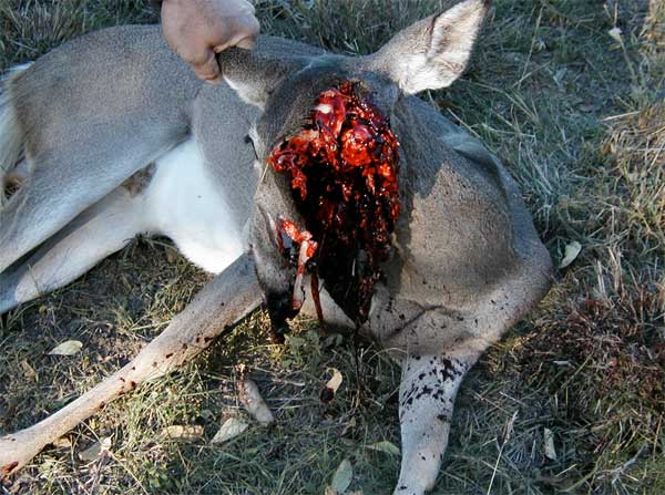 deer-headshot.jpg