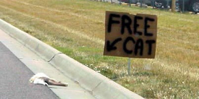 2 free cat.jpg