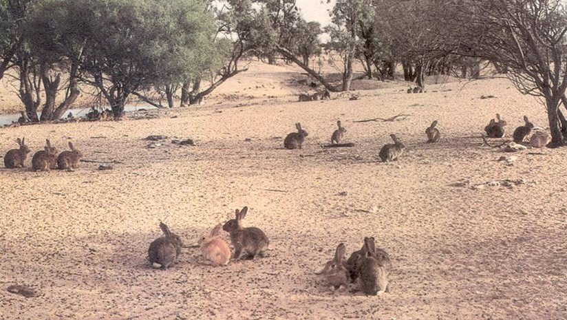 020717-Rabbit-virus-release-pic-Rabbit-Free-Australia.jpg