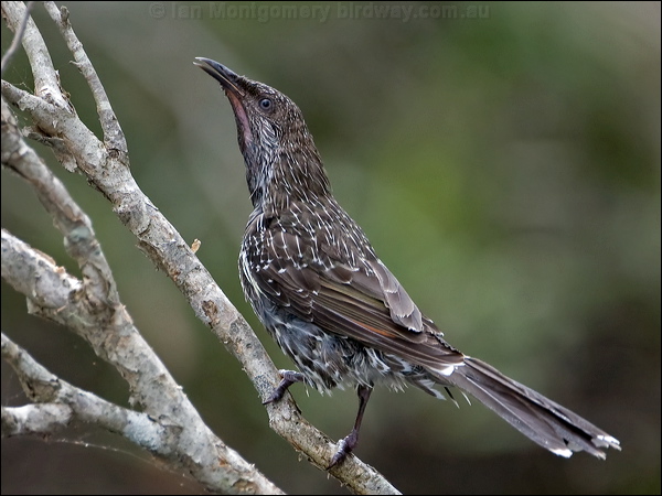 little_wattlebird_151624.jpg