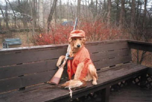 Dog-with-gun.jpg