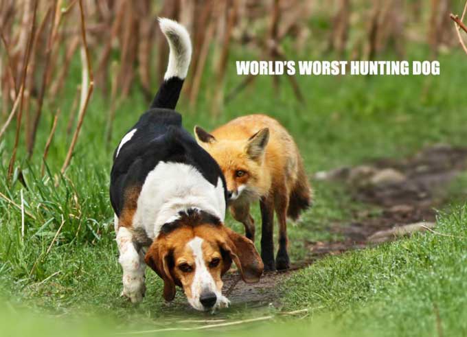 worst-hunting-dog.jpg