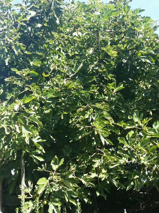 2020-03-23 14.01.26.jpg