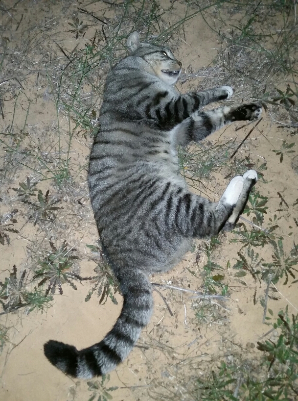 2020-04-01 02.18.01.jpg