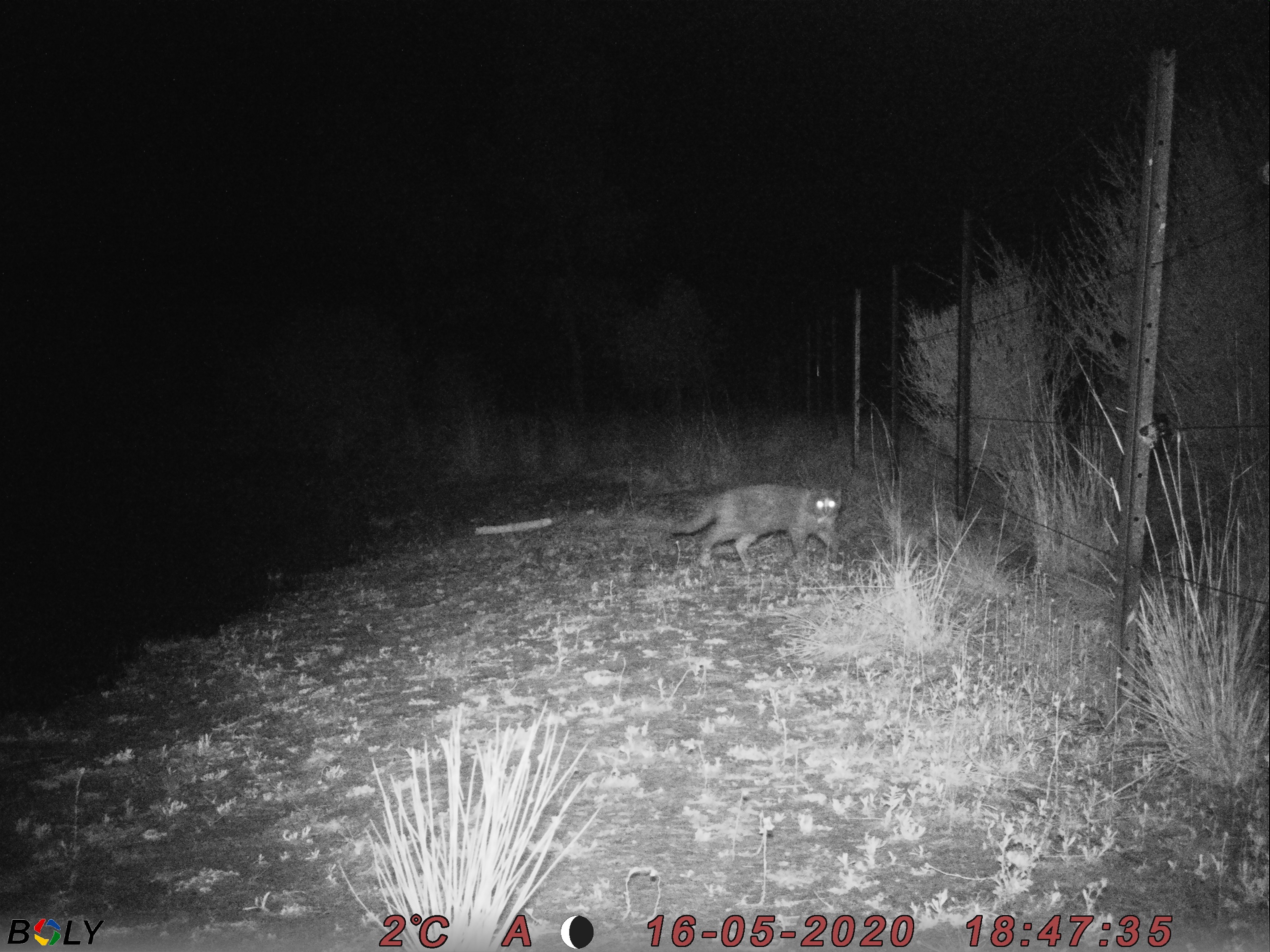 IMAG0001 cat 16 May.jpg