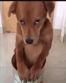 tenor (7).gif