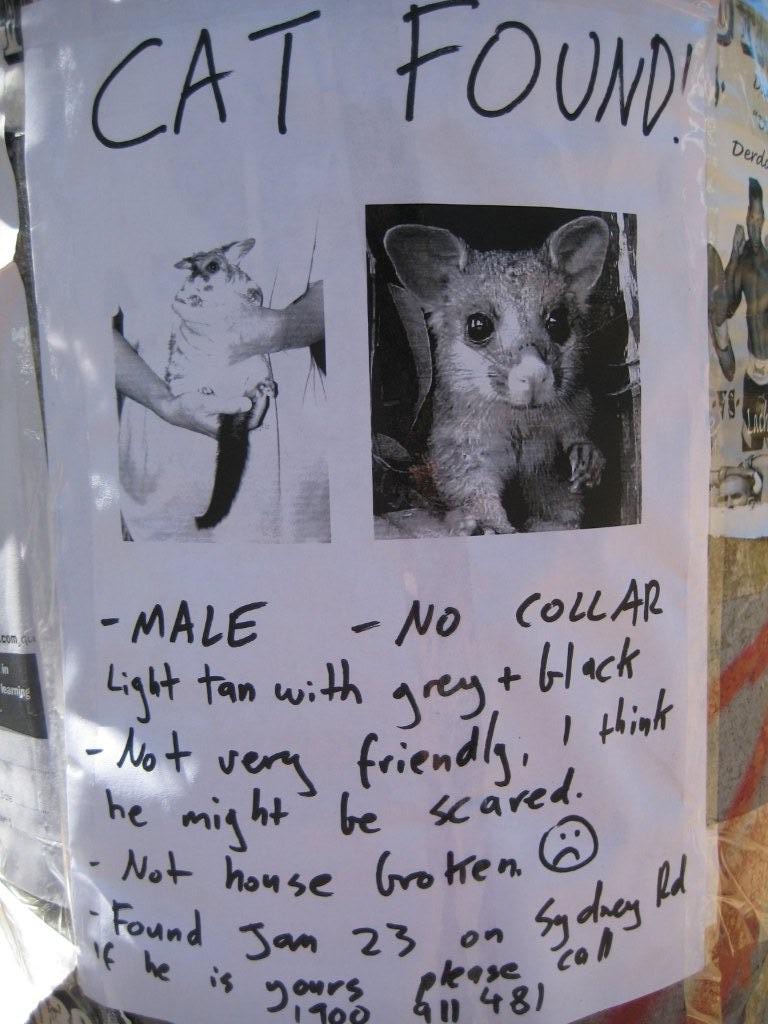 Cat Found.jpg