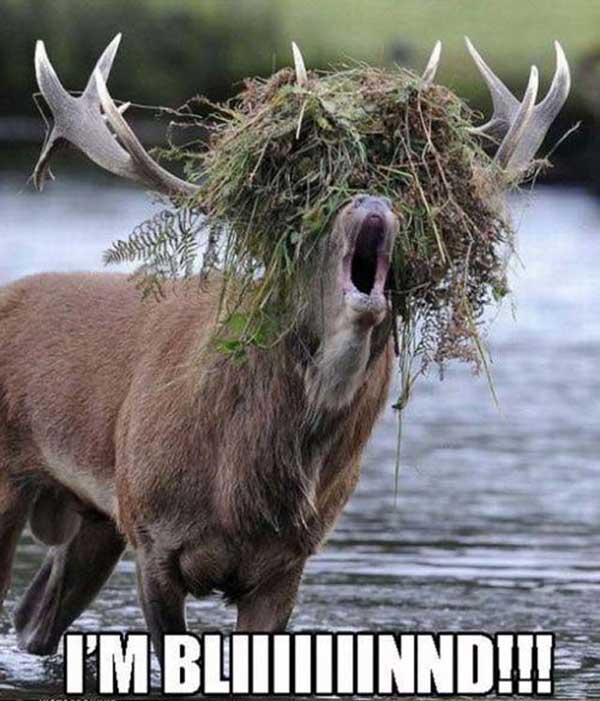 deer-camo.jpg