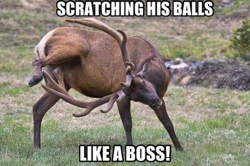 deer-scratching.jpg