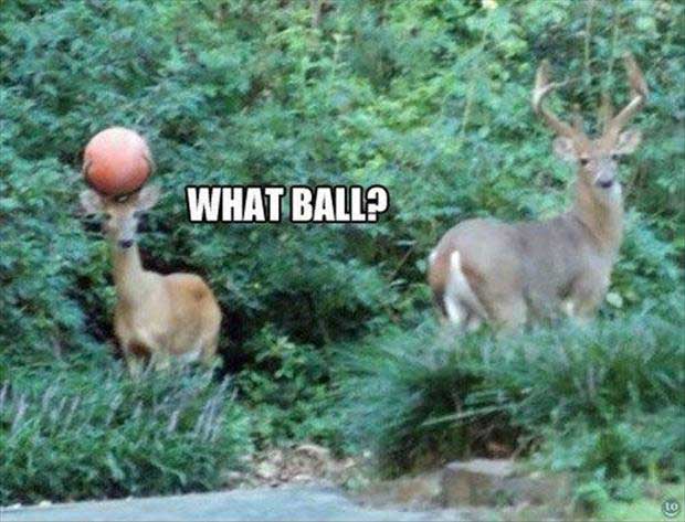 deer-ball.jpg