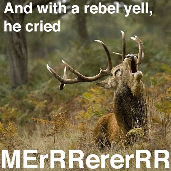 deer-roar.jpg