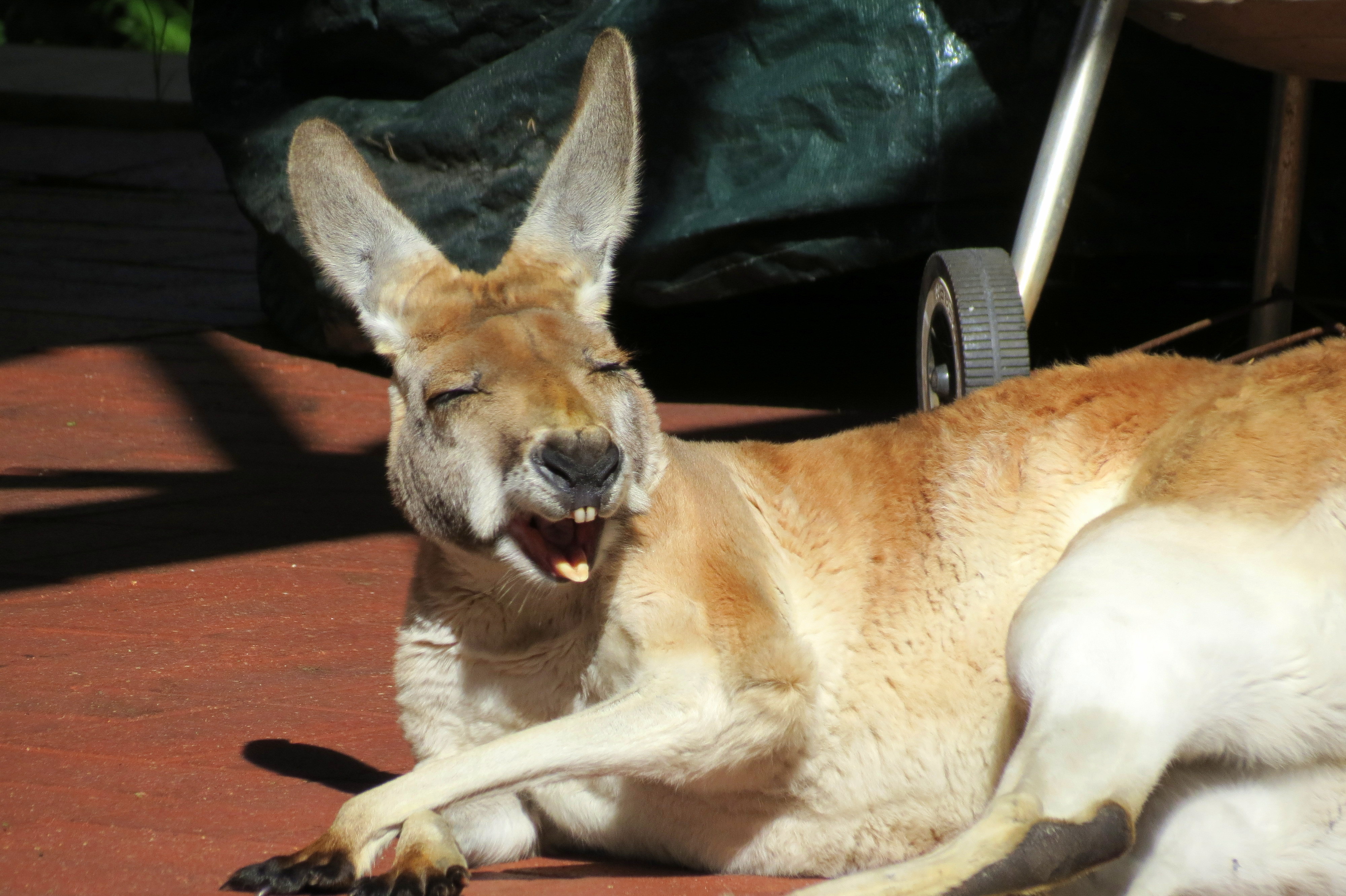 Roo-ROFL.jpg