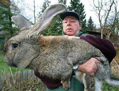 giant rabbit.jpg