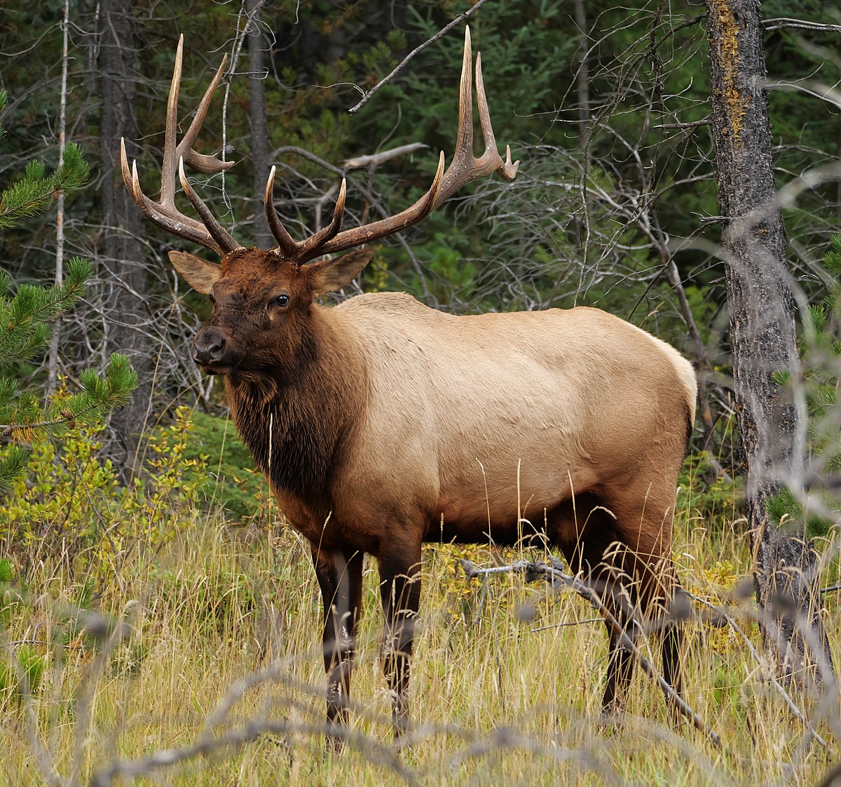 1200px-Jasper.Wapiti-Hirsch.P1033401.jpg