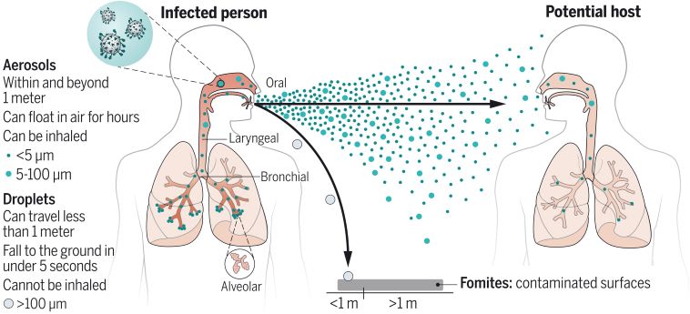 science.abd9149-fav.jpg