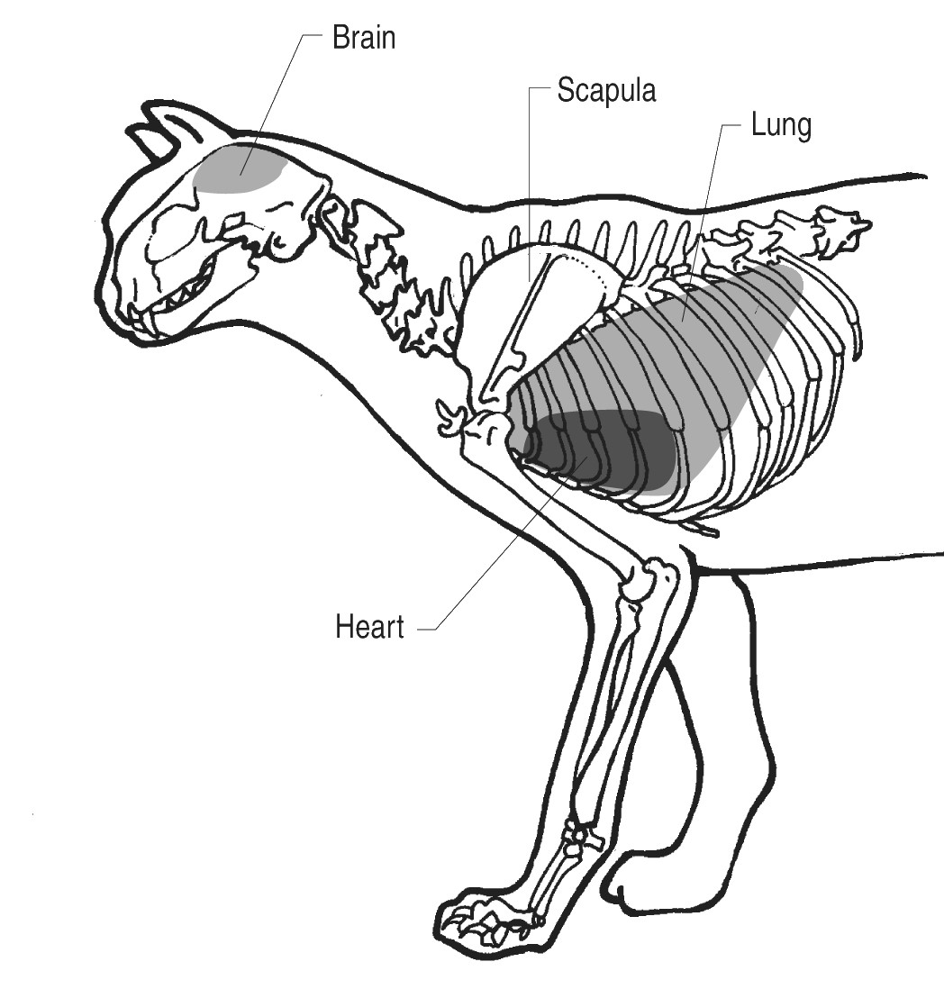 FeralCat2.jpg