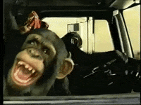 lol chimp.gif