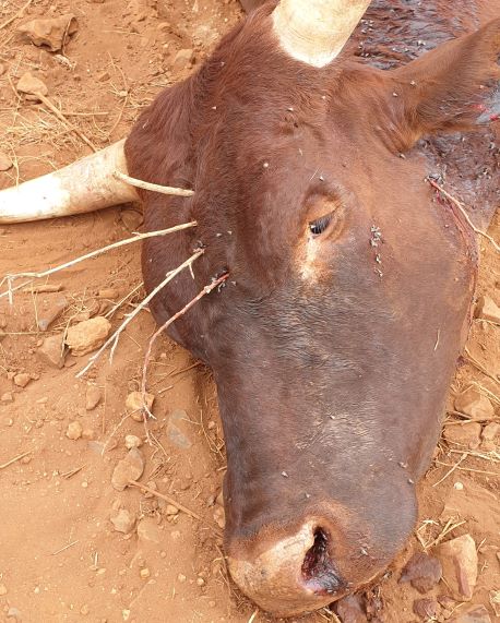 shooting cattle 357 close up resized.jpg