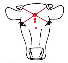 cattle shooting position - front.jpg