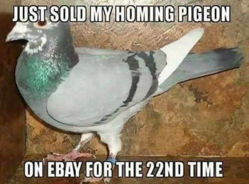 sold-homing-pigeon.jpg