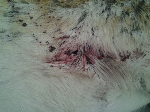 Swiss Cheese hole.jpg