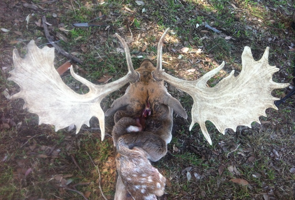 old mate not as lively as he was recently.jpg