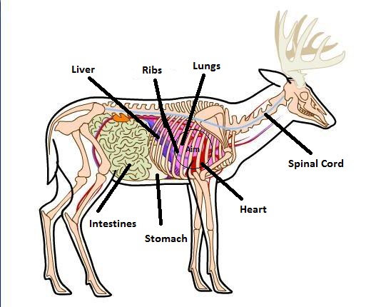 deer_shot_placement.jpg