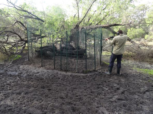pigs in trap.JPG
