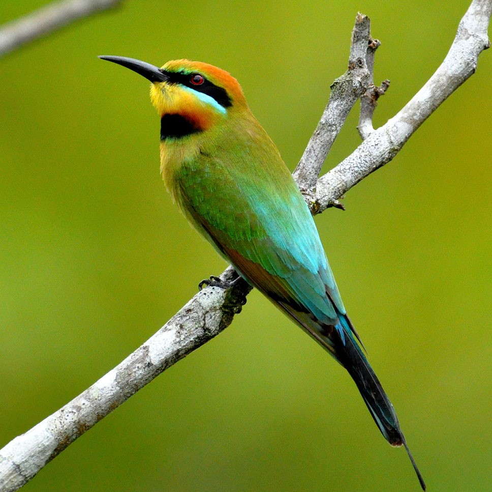 rainbow-bee-eater-by72.jpg