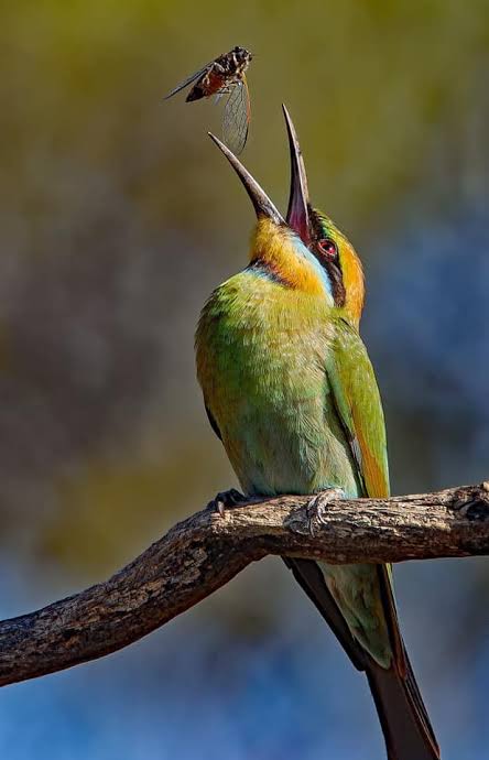 Bee eater.jpeg