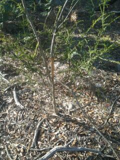 tree scrape.jpg