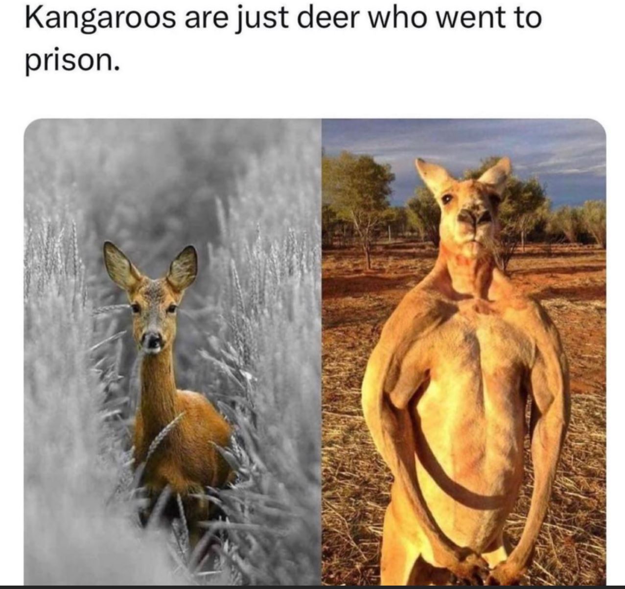 deer prison.JPG