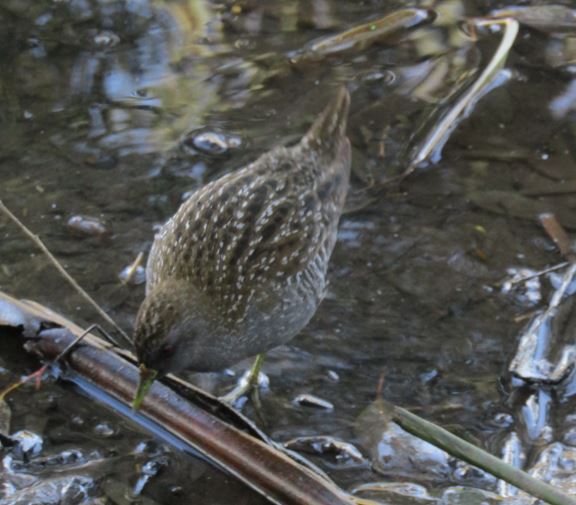 LT AU Spotted Crake.JPG