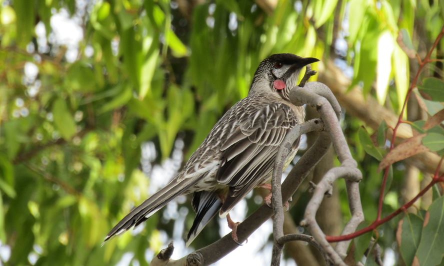 Wattle bird.JPG