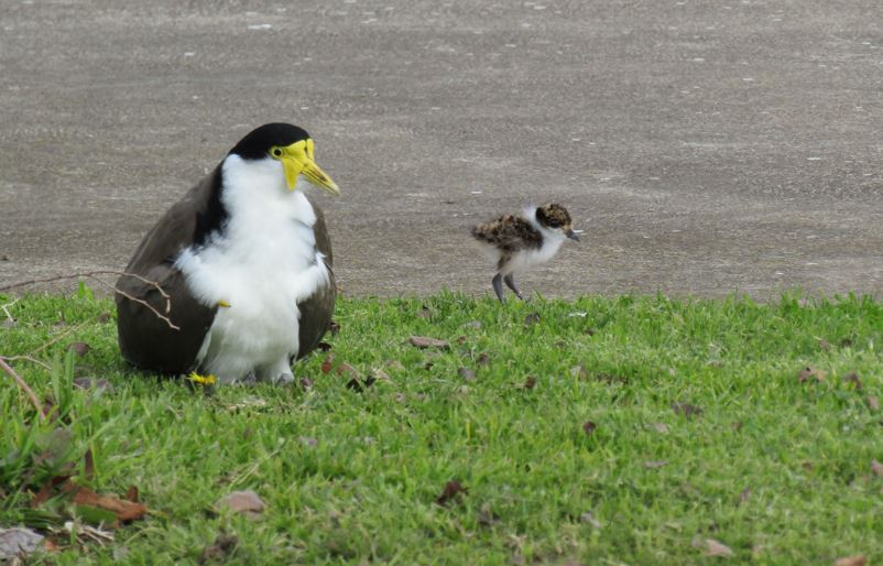 Plover and chick.JPG