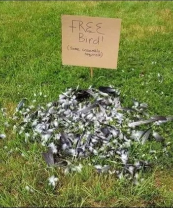 free-bird-mem.jpg