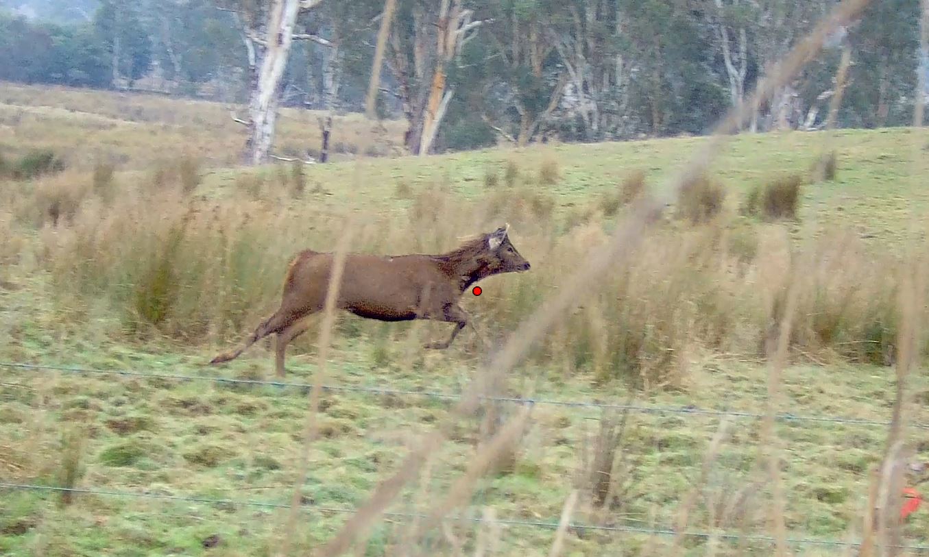 Deer_1-1.JPG