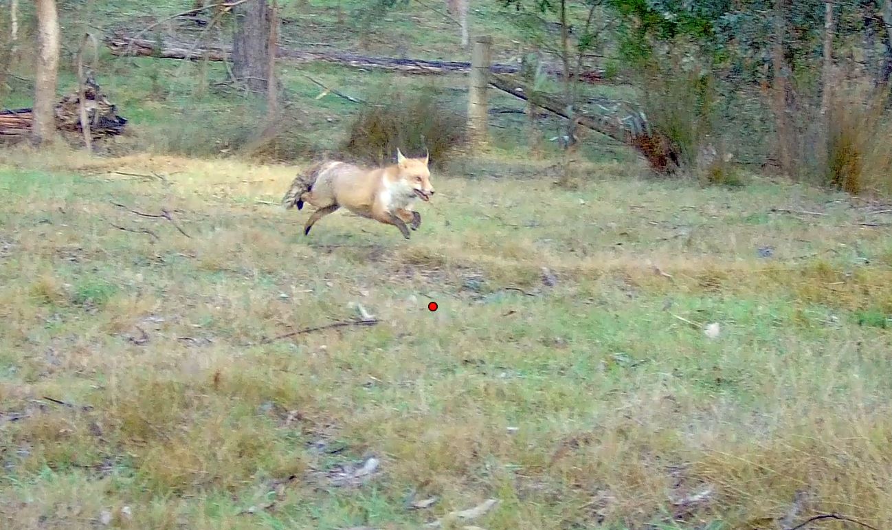 Fox_2-37.JPG