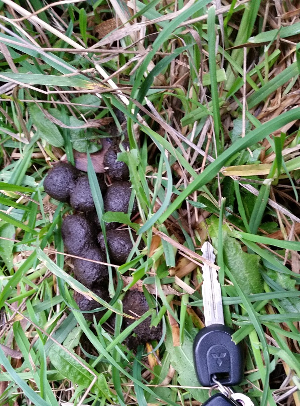 20150608_160503 - Copy.jpg