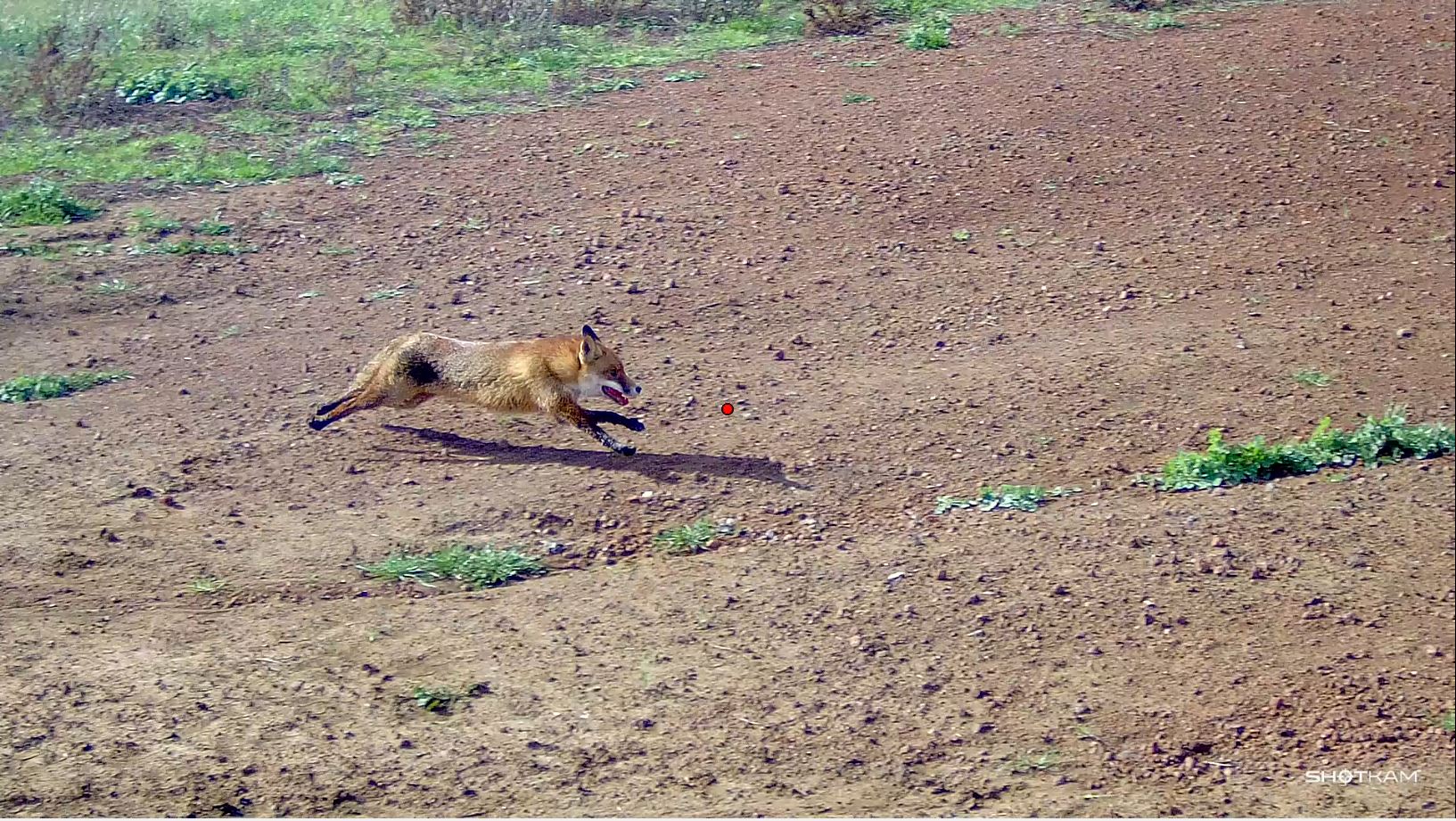 Fox_4.JPG