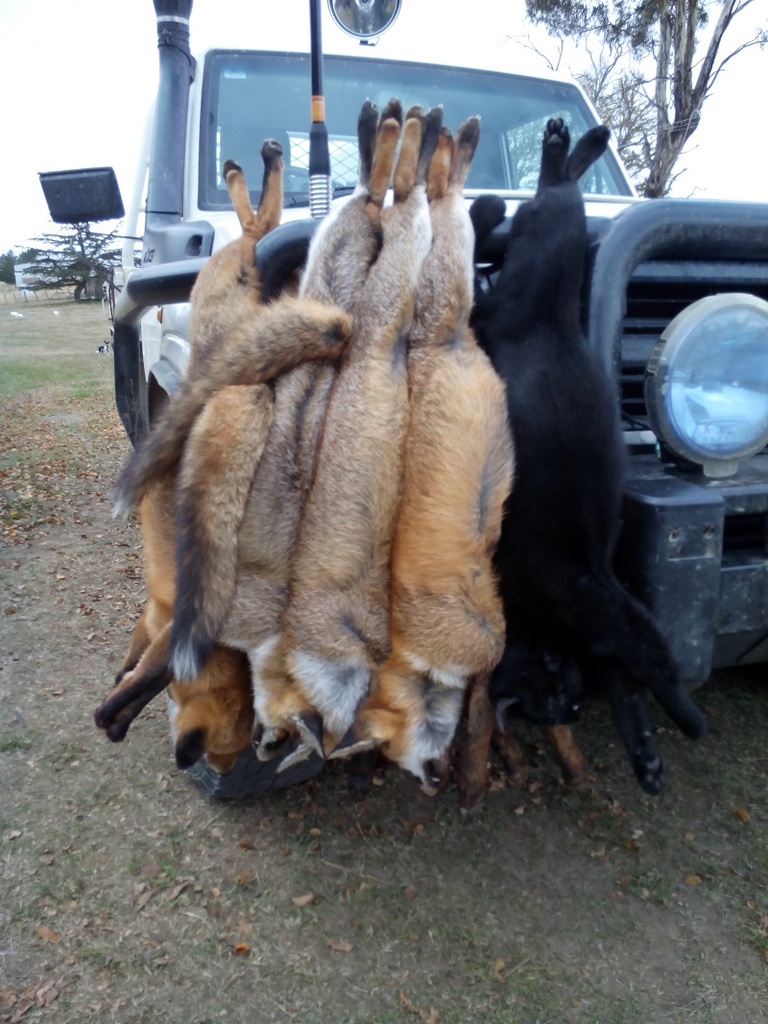 example of large feral cat looks like a panther.jpg