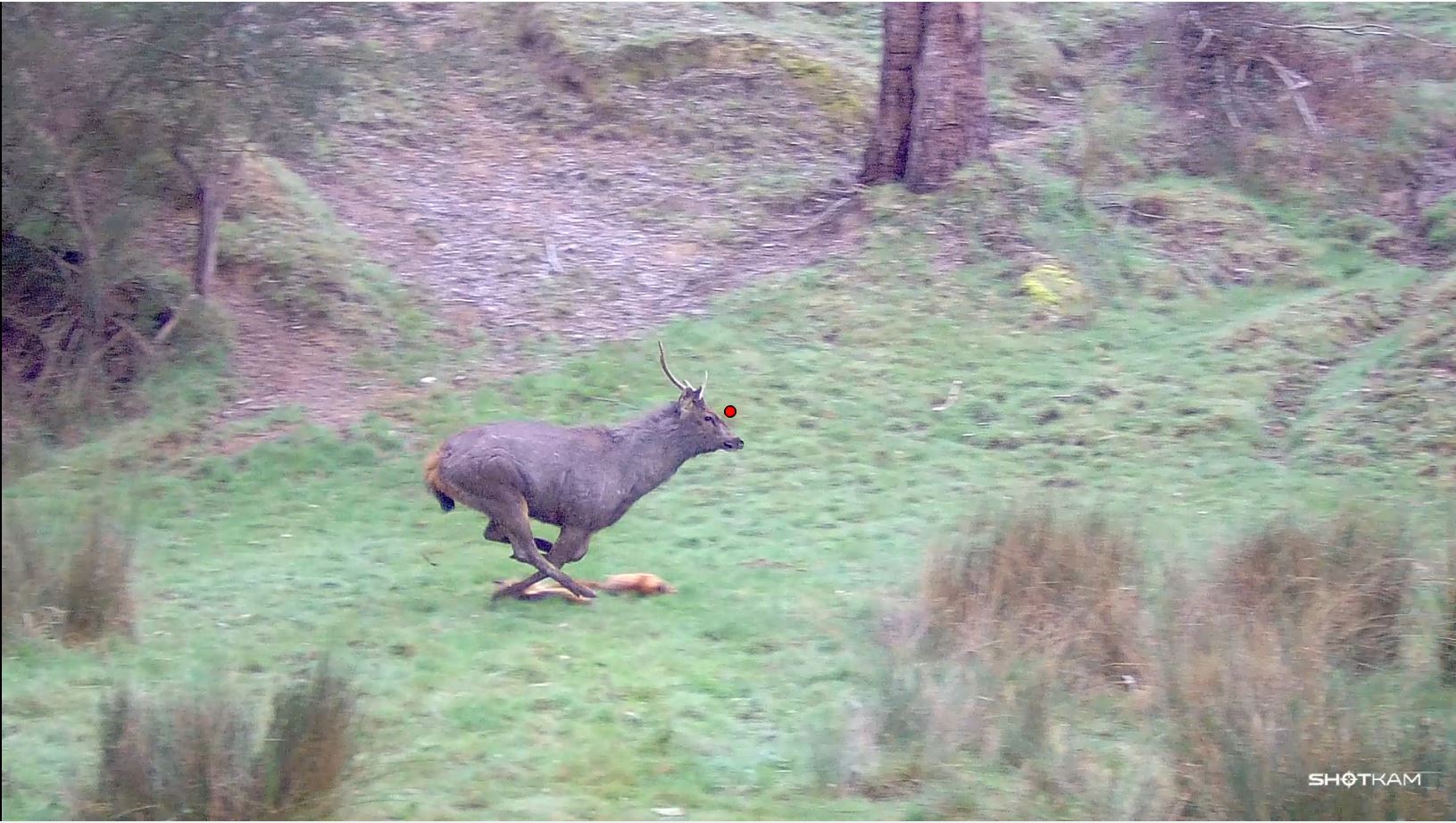 Stag_2-1.JPG