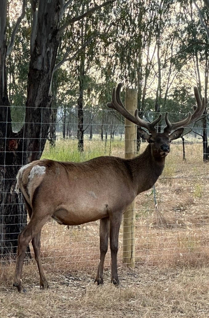 Young elk.jpg