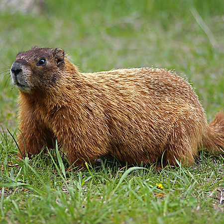 hh-animals-groundhog-6.png