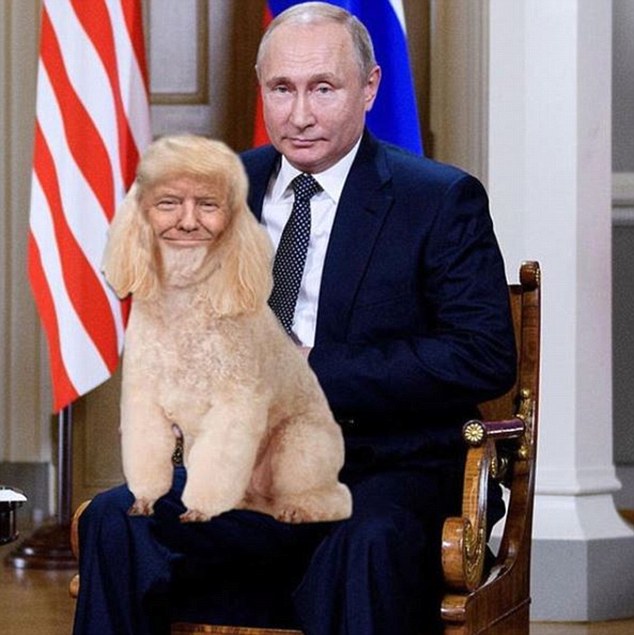 Lapdog.jpg
