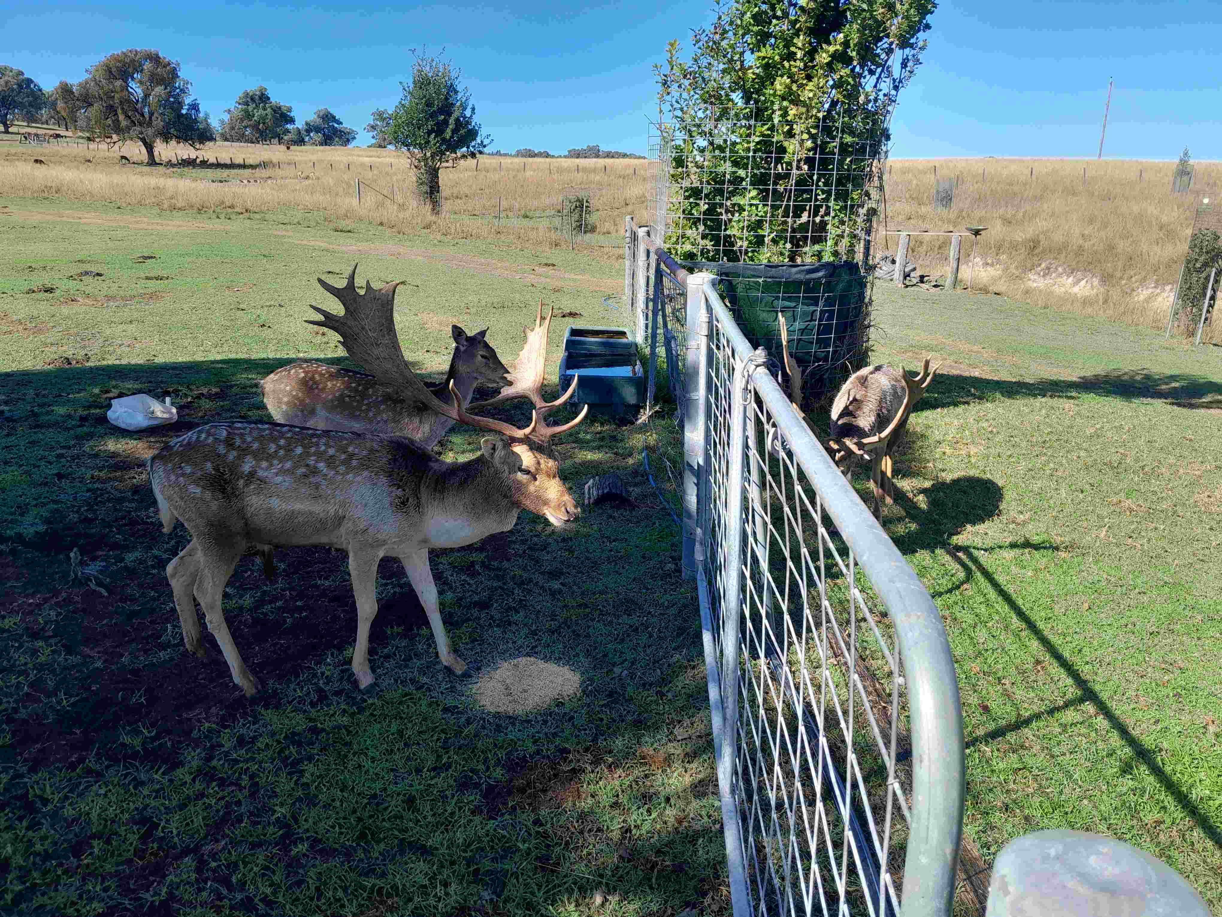mystery buck 2.jpg