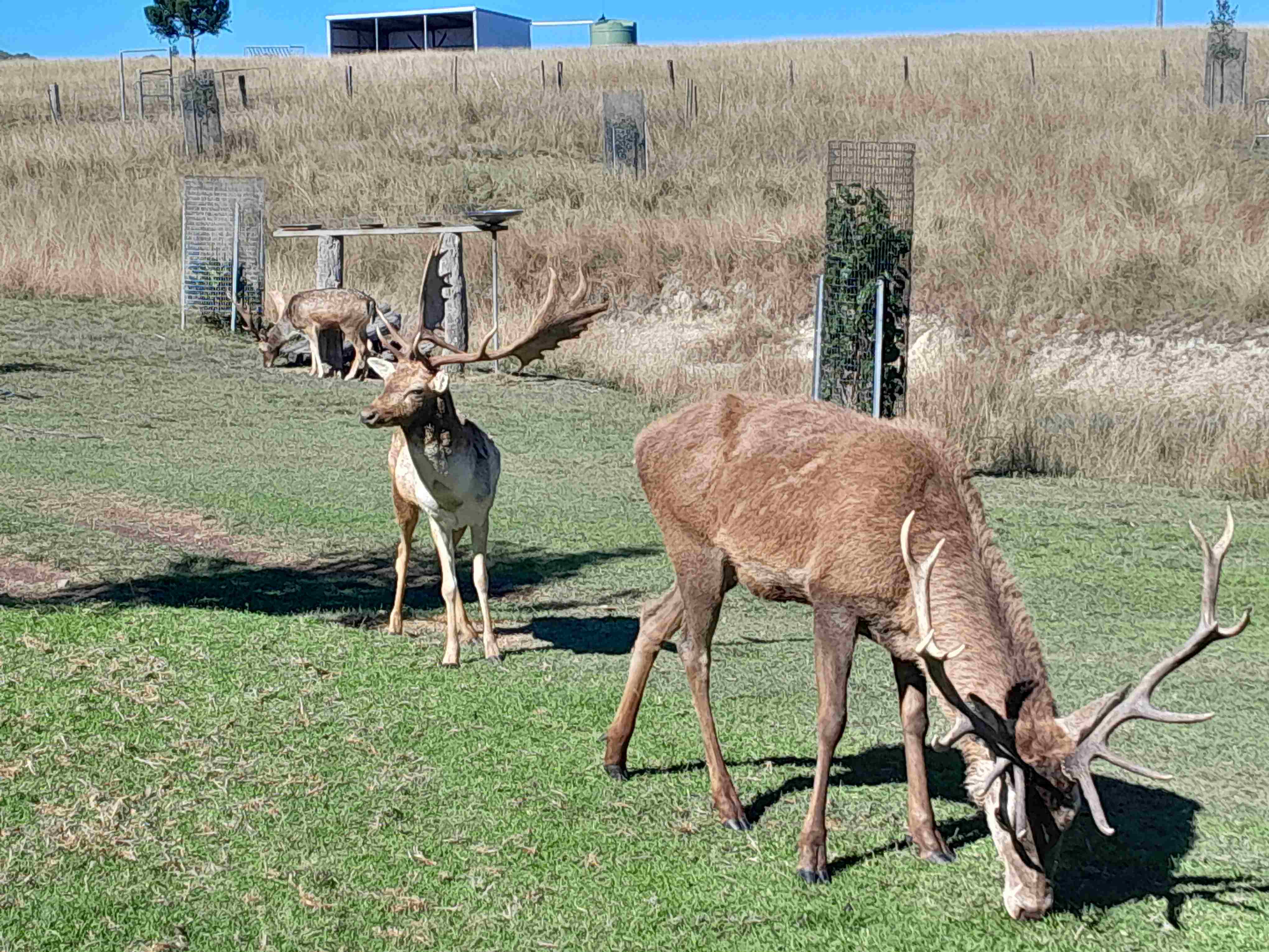 mustery buck with 3YO red.jpg